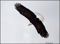 _1SB0681 bald eagle